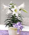 Easter Lily in Basket Easter Lily in Basket