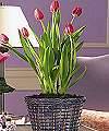 Spring Tulip Basket