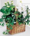 FTD White Assortment Basket