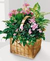 FTD Pink Assortment   -  DELUXE