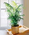 FTD Palm Plant