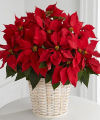 FTD Red Poinsettia Basket  -  Small