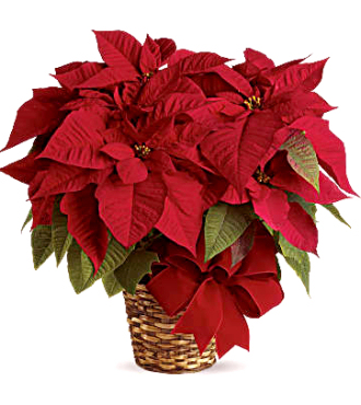 FTD Red Poinsettia Basket  -  Small