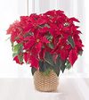 FTD Red Poinsettia Basket  -  Large