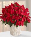 FTD Red Poinsettia Basket  -  Large