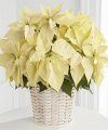 FTD White Poinsettia Basket  -  Large