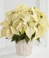 FTD White Poinsettia Basket  -  Small