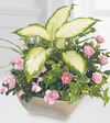 FTD Garden of Grace Planter
