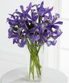 FTD Iris Riches Bouquet