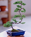 Deluxe Windswept Bonsai  -  FedEx