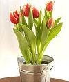 Potted Spring Tulips in Bucket  -  FedEx