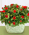 English Garden Double Rose  -  FedEx