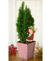 Candy Cane Christmas Tree - FedEx Candy Cane Christmas Tree - FedEx