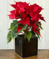 Modern Christmas Poinsettia - FedEx Modern Christmas Poinsettia - FedEx