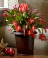 Holiday Sensation Christmas Cactus Plant - FedEx Holiday Sensation Christmas Cactus Plant - FedEx