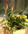 Spring Planter Box  -  FedEx