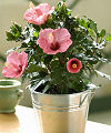 Tropical Hibiscus  -  FedEx