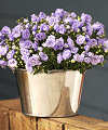 Campanula in Bucket  -  FedEx