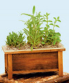 REDWOOD HERB PLANTER  -  FedEx