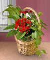 Christmas Treasures Holiday Blooming Basket - FedEx Christmas Treasures Holiday Blooming Basket - FedEx