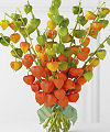 All Aglow Autumn - FedEx All Aglow Autumn - FedEx