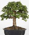 Dwarf Jade  -  FedEx