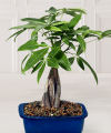 Fulfilling Fortune Money Tree  -  FedEx