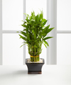 Double Lucky Pyramid Bamboo  -  FedEx