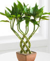 Triple Braided Lucky Bamboo  -  FedEx