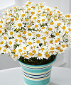 Oh My Darling Daisy Plant  -  FedEx