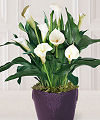 Hopeful Horizons Calla Lily Plant - FedEx Hopeful Horizons Calla Lily Plant - FedEx