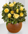 Autumn Beginnings Mini Rose Plant  -  FedEx