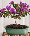 Spring Grace Bougainvillea Bonsai  -  FedEx