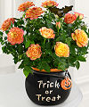 Trick or Treat Mini Rose - FedEx Trick or Treat Mini Rose - FedEx