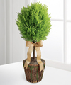 New Heights Lemon Cypress Topiary  -  FedEx