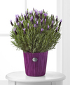 Soothing Lavender Plant  -  FedEx