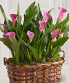 Nature's Miracle Calla Lily Plant Duo  -  FedEx