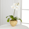 Soundless Serenity Orchid Plant  -  FedEx