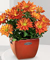 Harvest Happiness Mum - FedEx Harvest Happiness Mum - FedEx