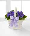 Sweetly Stunning African Violet Plant Duo  -  FedEx