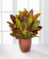 Warm Impressions Croton Plant - FedEx Warm Impressions Croton Plant - FedEx