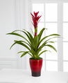 Splendid Dawn Bromeliad  -  FedEx