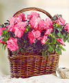 Azalea Basket  -  FedEx