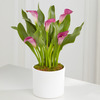 Exquisite Grace Calla Lily Plant  -  FedEx