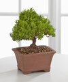 Peace and Harmony Juniper Bonsai  -  FedEx