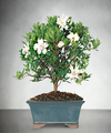 Blossoming Abundance Gardenia Bonsai  -  FedEx