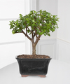 Dwarf Jade Bonsai  -  FedEx