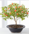 Sunny Wishes Pomegranate Bonsai  -  FedEx