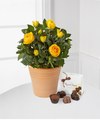 Happy Spring Gerbera Daisy Plant with Chocolates - FedEx Happy Spring Gerbera Daisy Plant with Chocolates - FedEx
