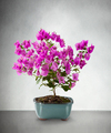 Rare Beauty Bonsai by Better Homes and Gardens  -  FedEx